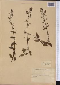 Alonsoa meridionalis (L. fil.) Kuntze, Америка (AMER) (Россия)