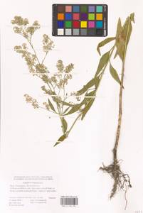 Клоповник широколистный L., Восточная Европа, Нижневолжский район (E9) (Россия)