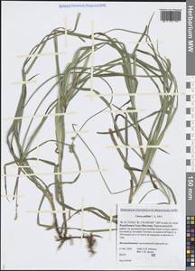 Осока возрастающая Ohwi, Сибирь, Якутия (S5) (Россия)