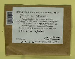 Grimmia atrata Miel. ex Hornsch., Гербарий мохообразных, Мхи - Дальний Восток (без Чукотки и Камчатки) (B20) (Россия)