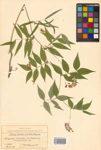 Горошек разветвленный (Maxim.) Ohwi, Сибирь, Дальний Восток (S6) (Россия)