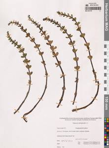 Хвостник четырехлистный L.fil., Сибирь, Чукотка и Камчатка (S7) (Россия)