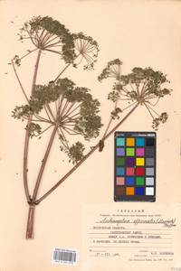 Дудник лекарственный, Дягиль лекарственный L., Восточная Европа, Московская область и Москва (E4a) (Россия)