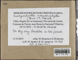 Rhynchostegium acanthophyllum (Mont.) A. Jaeger, Гербарий мохообразных, Мхи - Америка (BAm) (Чили)