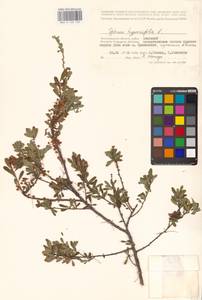 Спирея зверобоелистная, Таволга зверобоелистная L., Восточная Европа, Нижневолжский район (E9) (Россия)