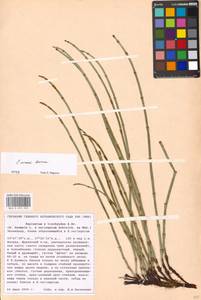 Equisetum × moorei Newman, Восточная Европа, Московская область и Москва (E4a) (Россия)