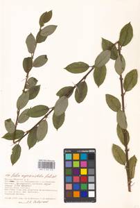 Ива мирзинолистная, Ива чернеющая Salisb., Восточная Европа, Московская область и Москва (E4a) (Россия)