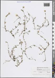 Диходон ясколковый (L.) Rchb., Кавказ, Краснодарский край и Адыгея (K1a) (Россия)