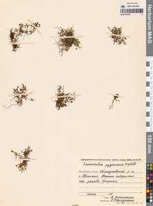 Лютик крошечный Wahlenb., Сибирь, Чукотка и Камчатка (S7) (Россия)