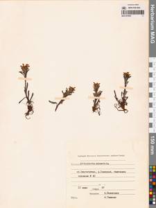 Мытник волосистый L., Сибирь, Чукотка и Камчатка (S7) (Россия)