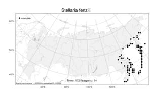 Stellaria fenzlii, Звездчатка Фенцля Regel, Атлас флоры России (FLORUS) (Россия)