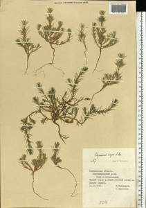 Хруплявник большой A.Braun, Восточная Европа, Центральный лесостепной район (E6) (Россия)