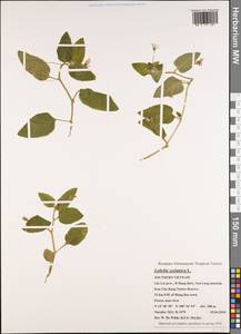 Lobelia zeylanica L., Зарубежная Азия (ASIA) (Вьетнам)
