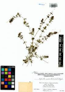 Гидрилла мутовчатая (L.f.) Royle, Сибирь, Прибайкалье и Забайкалье (S4) (Россия)