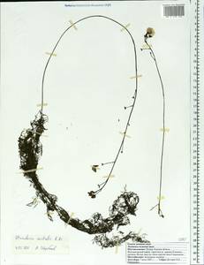 Utricularia ×australis R. Br., Восточная Европа, Центральный лесостепной район (E6) (Россия)