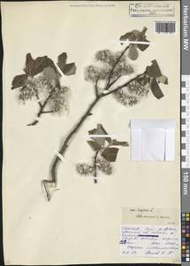 Ива козья L., Кавказ, Северная Осетия, Ингушетия и Чечня (K1c) (Россия)