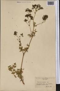 Thalictrum pubescens Pursh, Америка (AMER) (США)