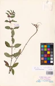 MHA 0 158 479, Mentha × verticillata L., Восточная Европа, Эстония (E2c) (Эстония)