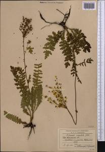 Таволга обыкновенная Moench, Средняя Азия и Казахстан, Северный и Центральный Казахстан (M10) (Казахстан)