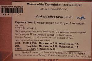 MW 9 111 204, Neckera oligocarpa Bruch, Гербарий мохообразных, Мхи - Карелия, Ленинградская и Мурманская области (B4) (Россия)