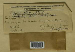 Plagiomnium affine (Blandow) T.J. Kop., Гербарий мохообразных, Мхи - Дальний Восток (без Чукотки и Камчатки) (B20) (Россия)