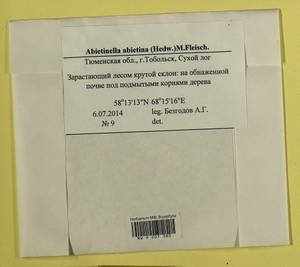 Abietinella abietina (Hedw.) M. Fleisch., Гербарий мохообразных, Мхи - Западная Сибирь (включая Алтай) (B15) (Россия)