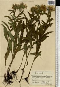 Pentanema hirtum (L.) D. Gut. Larr., Santos-Vicente, Anderb., E. Rico & M. M. Mart. Ort., Восточная Европа, Северо-Украинский район (E11) (Украина)