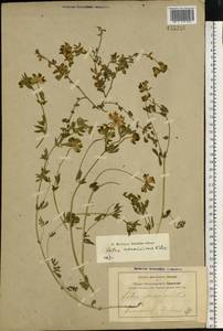 Lotus × ucrainicus Klokov, Восточная Европа, Центральный лесостепной район (E6) (Россия)