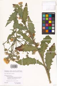 Picris hieracioides subsp. hieracioides, Восточная Европа, Центральный лесостепной район (E6) (Россия)
