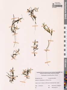 Рдест туполистный Mert. & W.D.J.Koch, Сибирь, Чукотка и Камчатка (S7) (Россия)