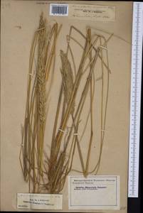 Calamagrostis arenaria (L.) Roth, Западная Европа (EUR) (Франция)