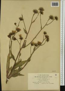 Hieracium spectabile (Fr.) Zahn, Западная Европа (EUR) (Франция)