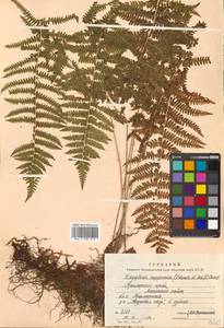 Coryphopteris nipponica (Franch. & Sav.) S. E. Fawc. & A. R. Sm., Сибирь, Дальний Восток (S6) (Россия)