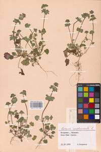 MHA 0 154 480, Яснотка стеблеобъемлющая L., Восточная Европа, Молдавия (E13a) (Молдавия)