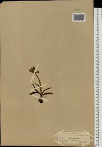 Анакамптис дремлик (L.) R.M.Bateman, Pridgeon & M.W.Chase, Восточная Европа, Северный район (E1) (Россия)