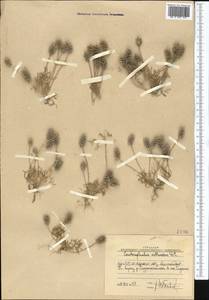 Ceratocephala orthoceras DC., Средняя Азия и Казахстан, Западный Тянь-Шань и Каратау (M3) (Узбекистан)
