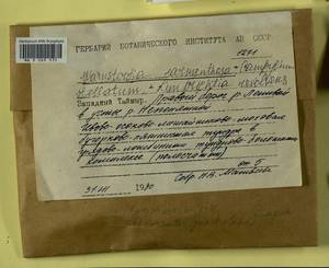 Campylium stellatum (Hedw.) Lange & C.E.O. Jensen, Гербарий мохообразных, Мхи - Красноярский край, Тыва и Хакасия (B17) (Россия)