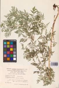 Горицвет апеннинский, Адонис апеннинский L., Восточная Европа, Восточный район (E10) (Россия)