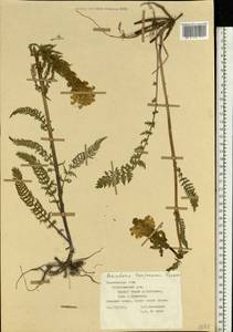 Мытник Кауфмана, Мытник Кауфманна Pinzger, Восточная Европа, Центральный лесостепной район (E6) (Россия)