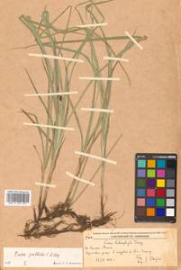 Осока возрастающая Ohwi, Сибирь, Дальний Восток (S6) (Россия)