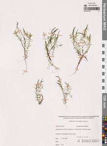 Болотник обоеполый L., Сибирь, Чукотка и Камчатка (S7) (Россия)