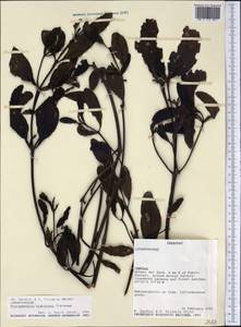 Phoradendron bathyoryctum Eichl., Америка (AMER) (Парагвай)