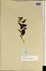 Magnoliopsida, Зарубежная Азия (ASIA) (Филиппины)