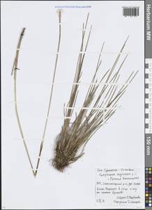 Пушица влагалищная L., Восточная Европа, Московская область и Москва (E4a) (Россия)