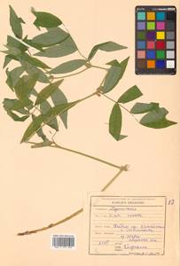 Горошек жилковый (Willd. ex Link) Maxim., Сибирь, Дальний Восток (S6) (Россия)