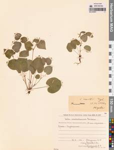 Фиалка Морица Tepl., Сибирь, Чукотка и Камчатка (S7) (Россия)