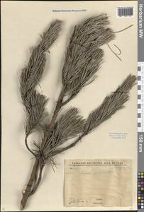 Сосна обыкновенная L., Восточная Европа, Западно-Украинский район (E13) (Украина)