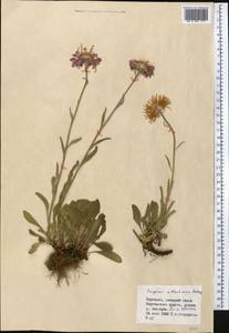 Erigeron allochrous Botsch., Средняя Азия и Казахстан, Северный и Центральный Тянь-Шань (M4) (Киргизия)