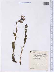 Mertensia paniculata (Aiton) G. Don, Америка (AMER) (Канада)