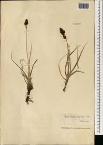 Осока ложночерноцветковая Litv., Монголия (MONG) (Монголия)